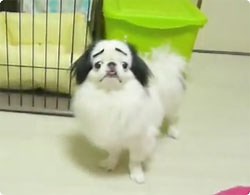 人気再熱！！困った眉毛の狆犬、獅子丸さん | カラパイア