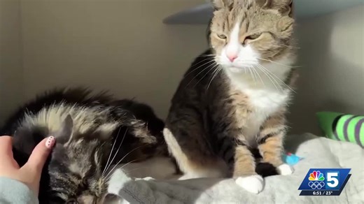 Pet Connection: Feb. 12, 2026