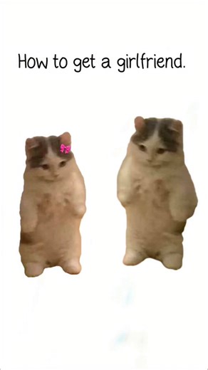 Daily Meme Dose on Instagram: "How to get a girlfriend Explained by cats #catanimation #funny #animallife #aicat #cat #cats #cute"