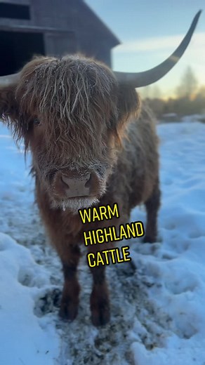 Shaggy Highland Cattle: The Warm and Insulated Cattle Breed