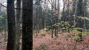 Trees, Woods, Raining. Free Stock Video