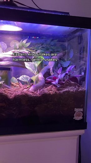 Don’t have any vids to post so here’s a draft #snake #snakes #tiktok #viral #fyp #exotic #pet #exoticpet #animal #exoticanimal #exoticsnake