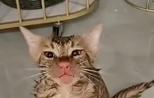 Cat survives 10-minute spin in washing machine, walks out with just a red nose