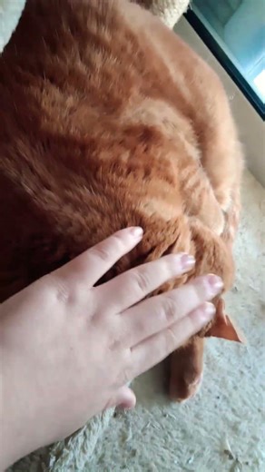 o Πίπης ρίχνει τον ύπνο της ζωής του.