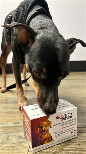 Welcome bravecto quantum! Motley is our very first patient that is yearly protected by #bravectoquantum @ehrlichanimalhospital 🎉🎊🎉🎊🎉 A one time quick subcutaneous injection that last one full year for flea and tick protection for our dogs. BRAVECTO QUANTUM Injection, offers & helps ensure compliance and protection for any dog pet owner. #fleatickprevention #dogs #health #pet | Ehrlich Animal Hospital & Arthritis Therapy Center