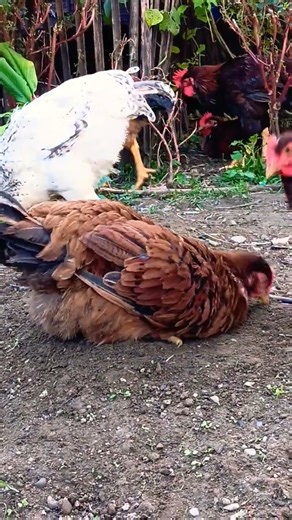 hen digging soil #chicken #viral #rooster #shorts