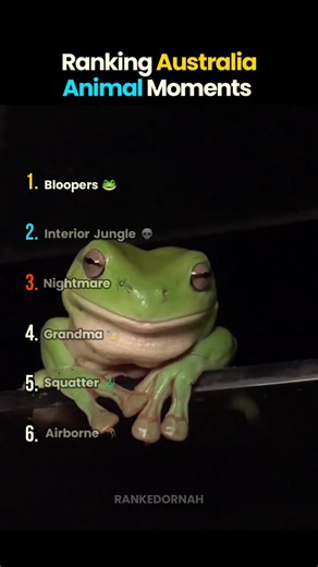 Australia Animal Moments | part 1