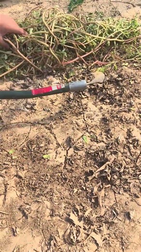 Reviving Childhood Flavors: Enjoying Purslane Again