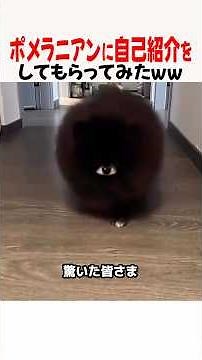 Don't Miss This! Explaining the Charm and Characteristics of Pomeranians [Dog Trivia]