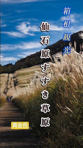 秋の絶景、、黄金色に染まる箱根仙石原すすき草原を歩きました ＃自然界隈 箱根紅葉情報 富士山