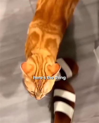 Shocking but true: Most cat food contains as little as 4% named meat. Cats are carnivores, they need meat to thrive! That's why Untamed is: 🥩 Made with 100% fresh, real meat & wild fish 🧑‍🍳 Hand-prepared in human food facilities 🏋🏻 Up to 2X more protein than leading brands Don't miss out! Get your £7 trial box now with FREE shipping included! | Toast The Ginger Cat