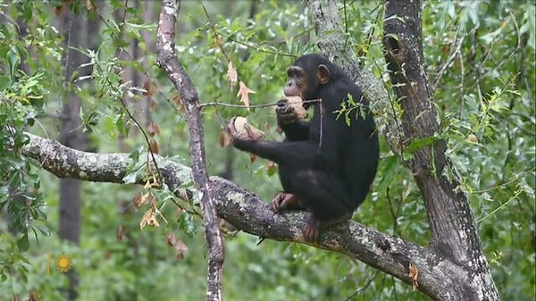 Chimp Haven, the world's largest chimpanzee sanctuary
