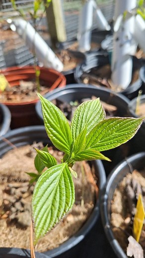 It's the final week to go!!! The countdown is on!!! 7 days, and we open our doors for the 2025 gardening season! #openingmay #openinthespring #openingsoon‼️ | Bee Sweet Nature Co