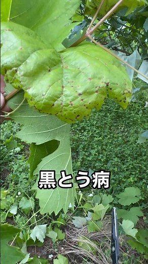 副梢管理中に黒とう病発見。#黒とう病 #ぶどう病気 #ひので農園