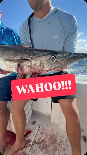 Juicy Fishing Co. on Instagram: "Let’s catch a big wahoo #fishing #fish #catchandcook #florida #floridafishing #saltlife #saltwaterfishing"