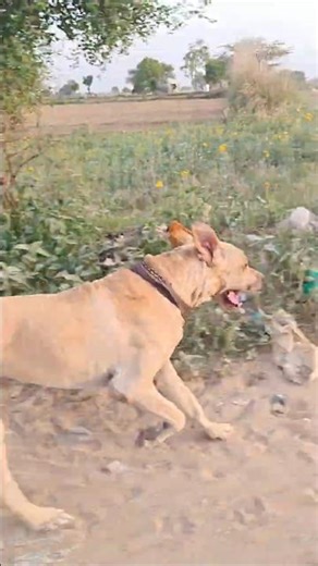 Pakistani Bully Dog Full Speed Run 😱💪 #Shorts@AMRITSINGHDOGKENNEL