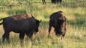 American bison roam the prairies of Wyoming and Montana in Yellowstone National Park in the United States. High definition 4K video 1.