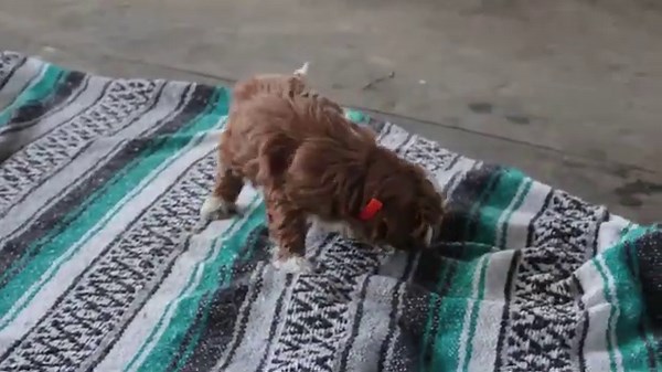 Cavapoo Puppies For Sale