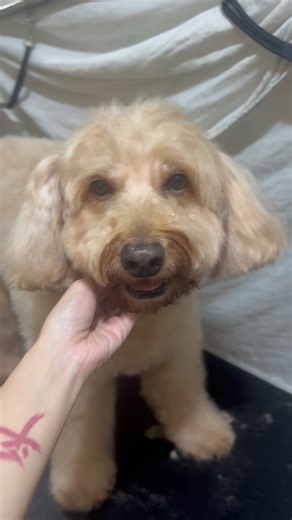 Golden Doodle Duke 🐾 Give your furbaby a fresh and adorable look with our Puppy Cut! ✂️🐶 A clean, even trim that keeps your dog looking cute, neat, and easy to maintain. Perfect for active pups and fluffy breeds. Book your grooming now! | Tail & Tabbie Pet Grooming