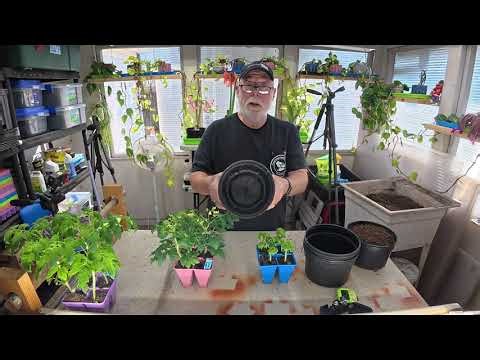 How to Transplant Micro Tomatoes Into Larger Containers