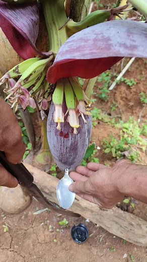 Easy Methods to Process Banana Heart