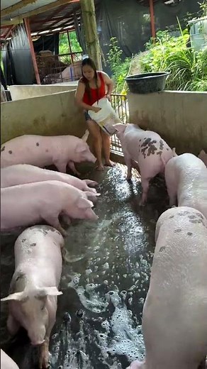 Simple Pig Feed for Strong Growth #PigFeed #PigCare #FarmLife