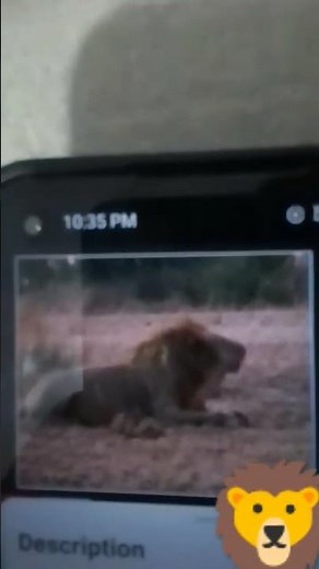 ‪@BabyFirstTV‬ safari scrapbook lion