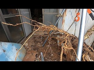 中華レバーホイストで抜根