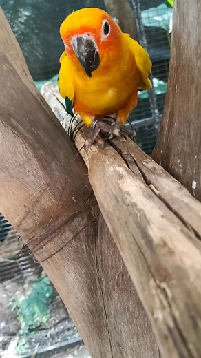 My tamed Sun Conure enjoying a fun playtime session on my hand! 李✨...