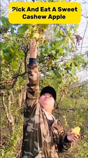 Pick And Eat Sweet Cashew Apple Fruit.