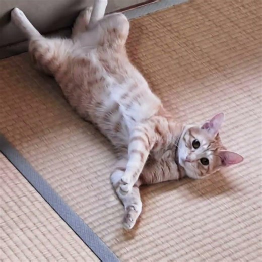 cat is cute!!! #cat #funny #dance #techno #hikakin #seikin #猫のいる暮らし #ねこのいる暮らし #歌詞動画 #保護猫