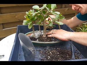 Jade bonsai forest 1