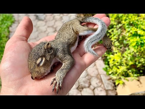 RESCUED! BABY SQUIRREL FELL FROM a TREE !