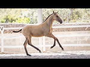 Horse for Sale | Exceptional Lusitano 2024 Colt with Elite Bloodlines (REF#950)