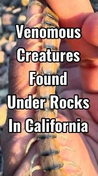 Venomous creature found under rocks in California