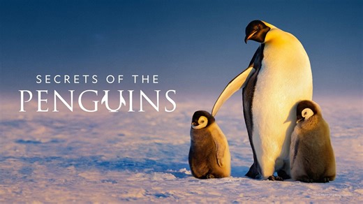 Secrets of the Penguins - Nat Geo & Disney  Docuseries - Where To Watch