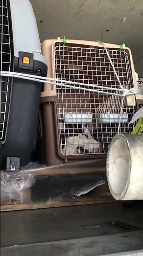 Pets in the aircraft cargo compartment