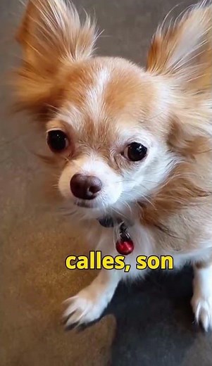 Cosas que no sabías de los chihuahuas ! #dogshorts #perros #dogs #doggielife #cachorrosdivertidos