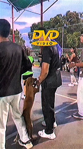 DVD Video on Instagram: "📀A DVD Video is a digital optical disc format that was the primary medium for distributing and watching movies at home from the late 1990s through the 2000s, effectively replacing the VHS tape. In simple terms, it's a disc, similar in size to a CD, designed specifically to store and play back video content on a DVD player or a computer with a DVD drive. Key characteristics of a DVD Video include: * Digital Format: Unlike VHS tapes, which were analog, DVDs store video an