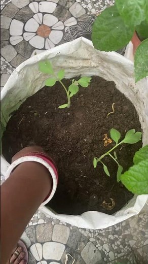 Planting Tomato Saplings 🍅 | Grow Tomatoes at Home | Terrace Gardening India | Home Gardening Tips