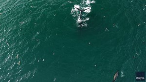 Drone captures humpback whale diving with birds off California coast