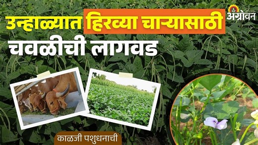 Cowpea as Fodder: चवळीच्या लागवडीने शेतकऱ्याला दुहेरी फायदा कसा होतो?