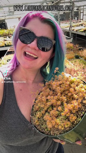 2.8K views · 125 reactions | How can you help but fall in love with Drosera rupicola?! If you want to try growing tuberous sundews, this plant is easy and rewarding to grow! www.californiacarnivores.com | California Carnivores | Facebook