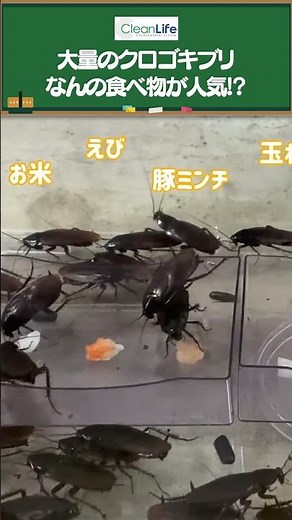 [Verification] What are cockroaches' favorite foods?