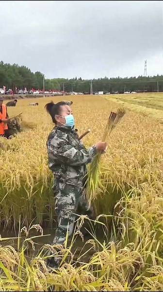 The most insane rice harvesting machine! 🔥🚜 You’ll go crazy once you see its speed! #shorts #shor...