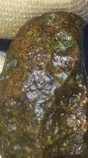 Achondrite angrite #camelleciearcartier #خليلالعمراني #postyourfavouritemineralspecimenchallenge #meteorìticas #meteoritessociety #ungroupedachondrite #tucsonmineralshow #scienceusic #Tucson #turkey | متحف النيازك .meteorites identification