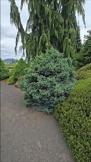 picea engelmannii 'Jasper' #gardening #conifers #design #landscaping #gardendesign