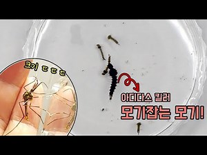 모기 잡아먹는 착한 모기! 한 마리가 400마리 아디다스 모기를 먹어 치웁니다 [오브리더]