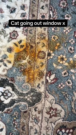 Curry Cats and Home Decor: A Comedic Disaster