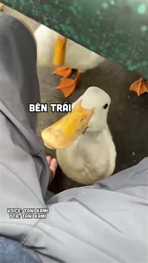 Lồng tiếng con ngỗng cạp cạp